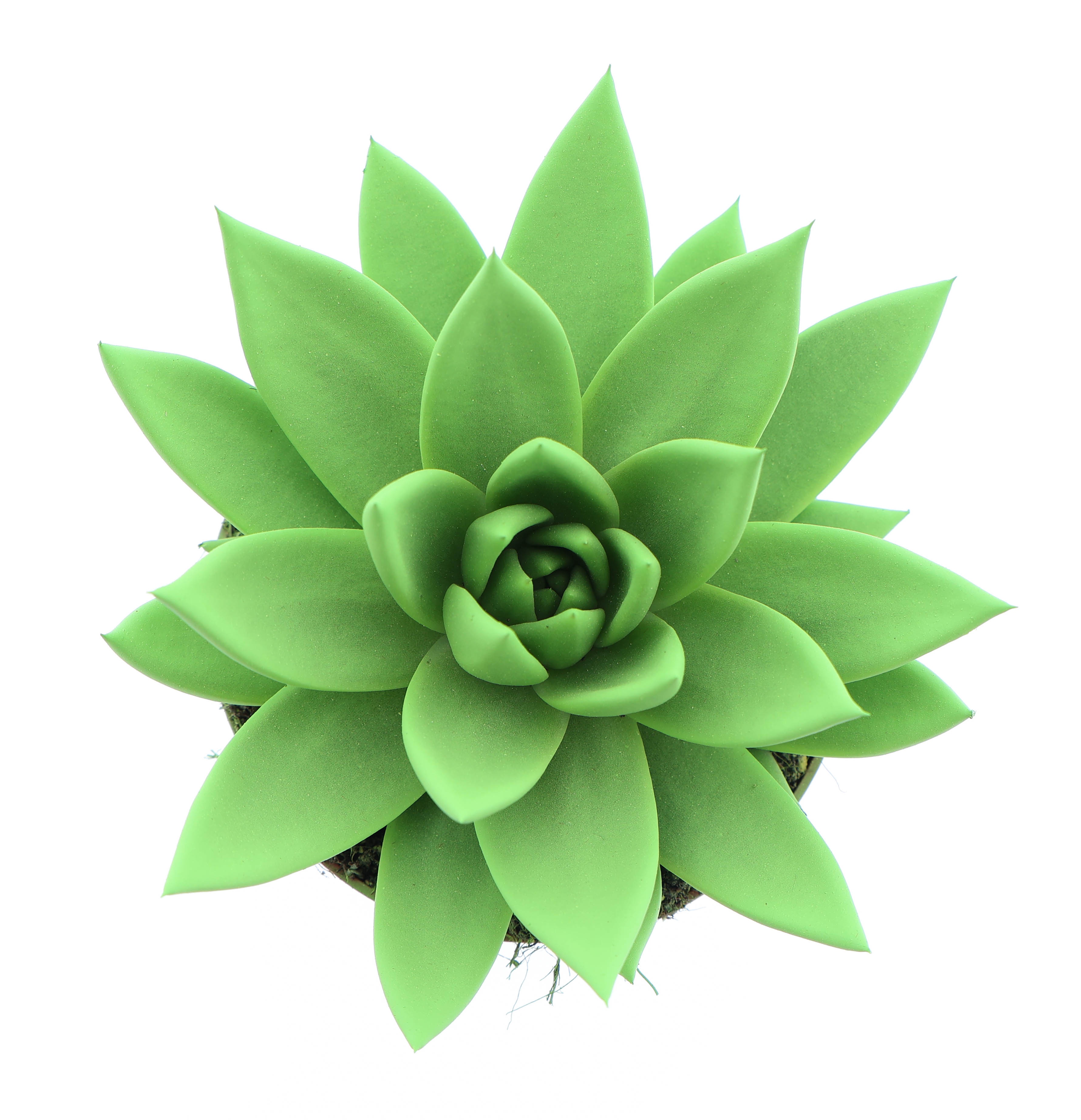 Rainbow bright green, D 10,5