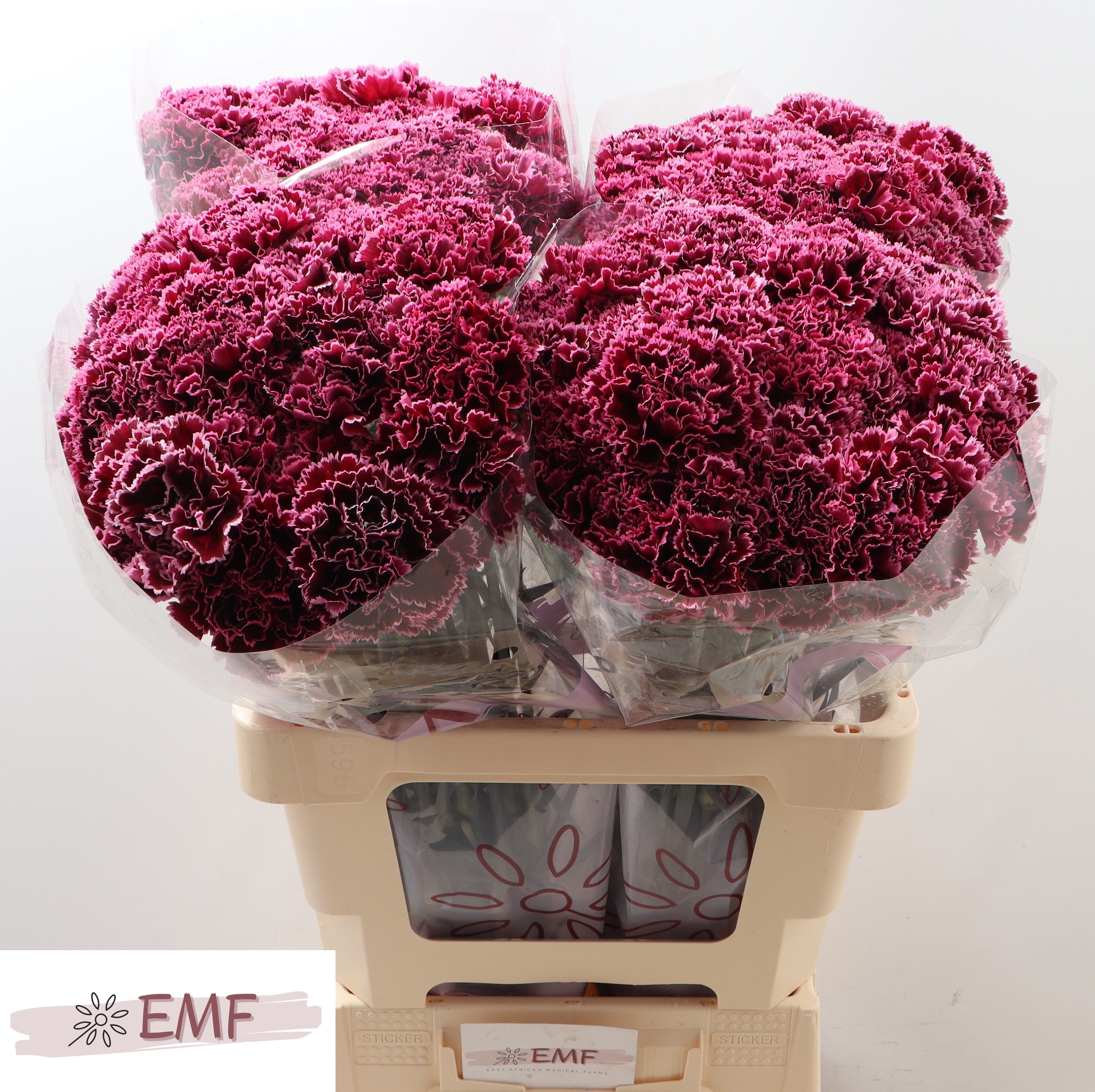 Диантус од. Ноббио Бургунди, шт.