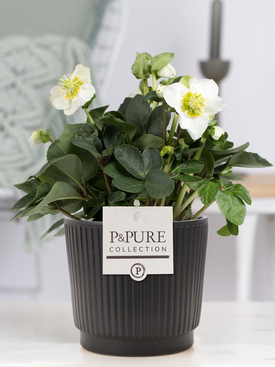 1st class Helleborus "Xmas C." in P&PURE Liv ceramics matt black, D 12