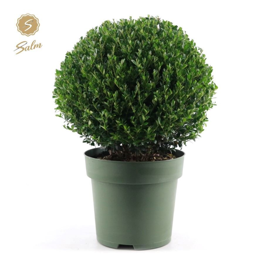 Ilex crenata 'Jenny'® Ball Ø40cm P27, D 27
