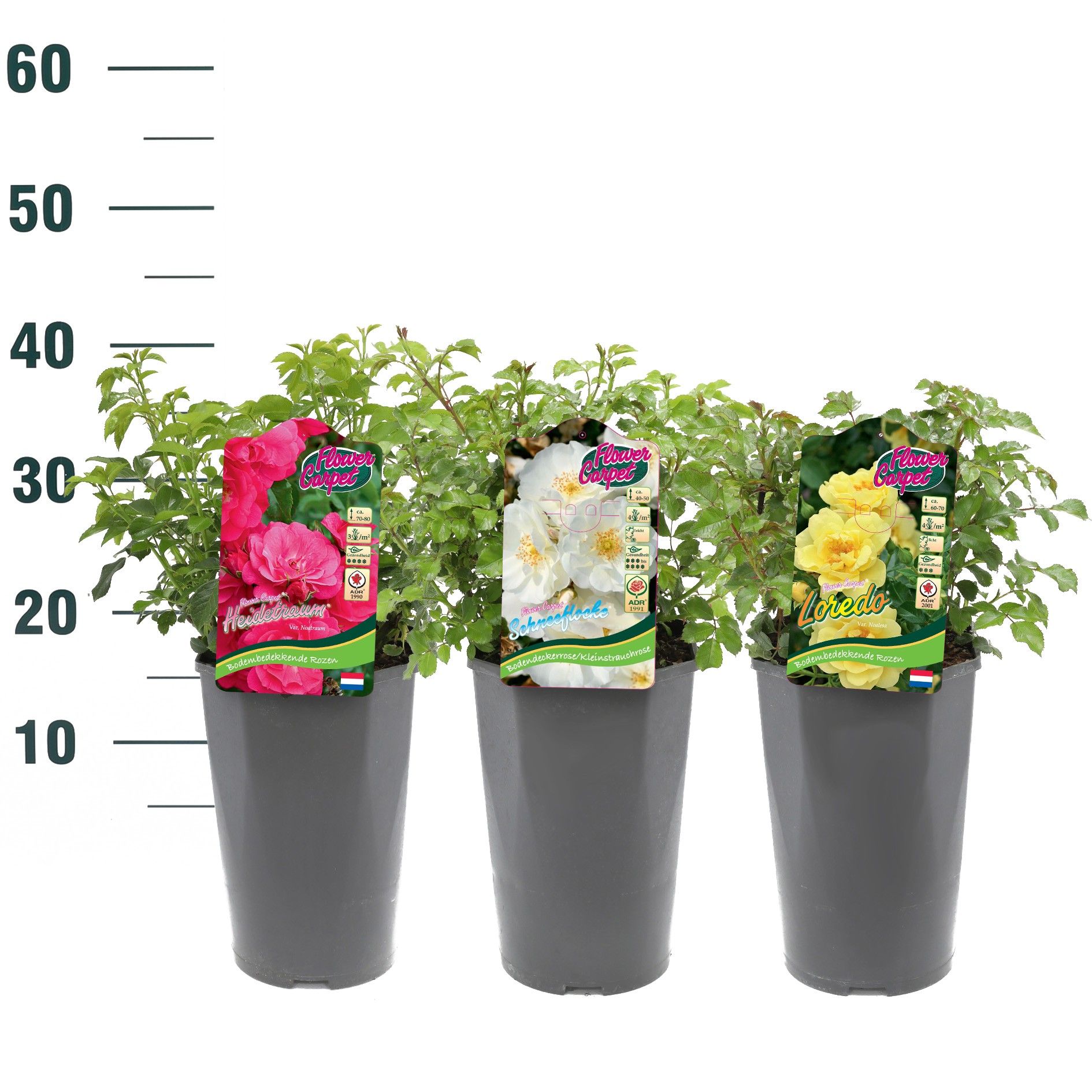 Rosa 'Mix' - Struik - C3rp - Flower Carpet, D 19 cm Rosa 'Mix' - Struik - C3rp - Flower Carpet, D 19 cm