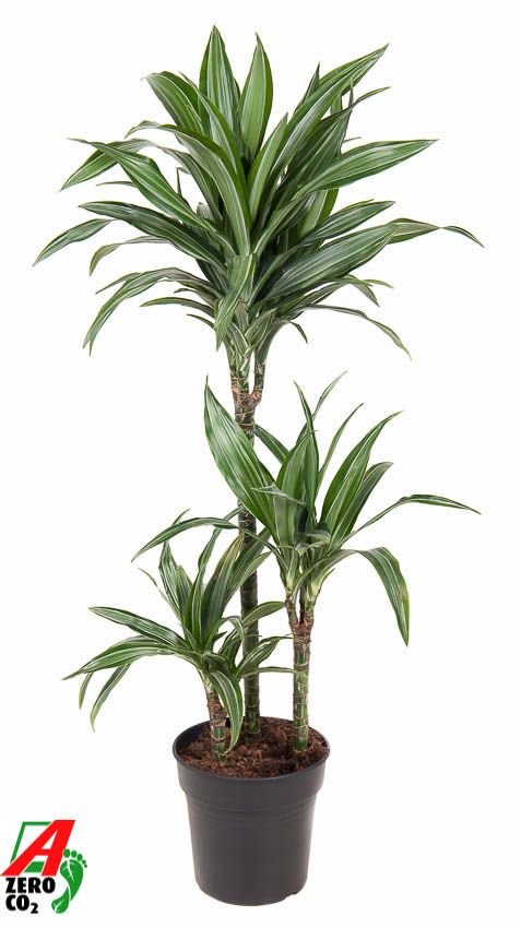 Dracaena Ulises 60-30-15, D 21