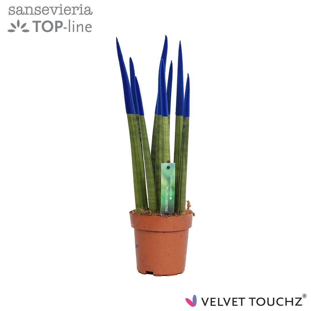 Sansevieria VELVET TOUCHZ® Blauw, D 12