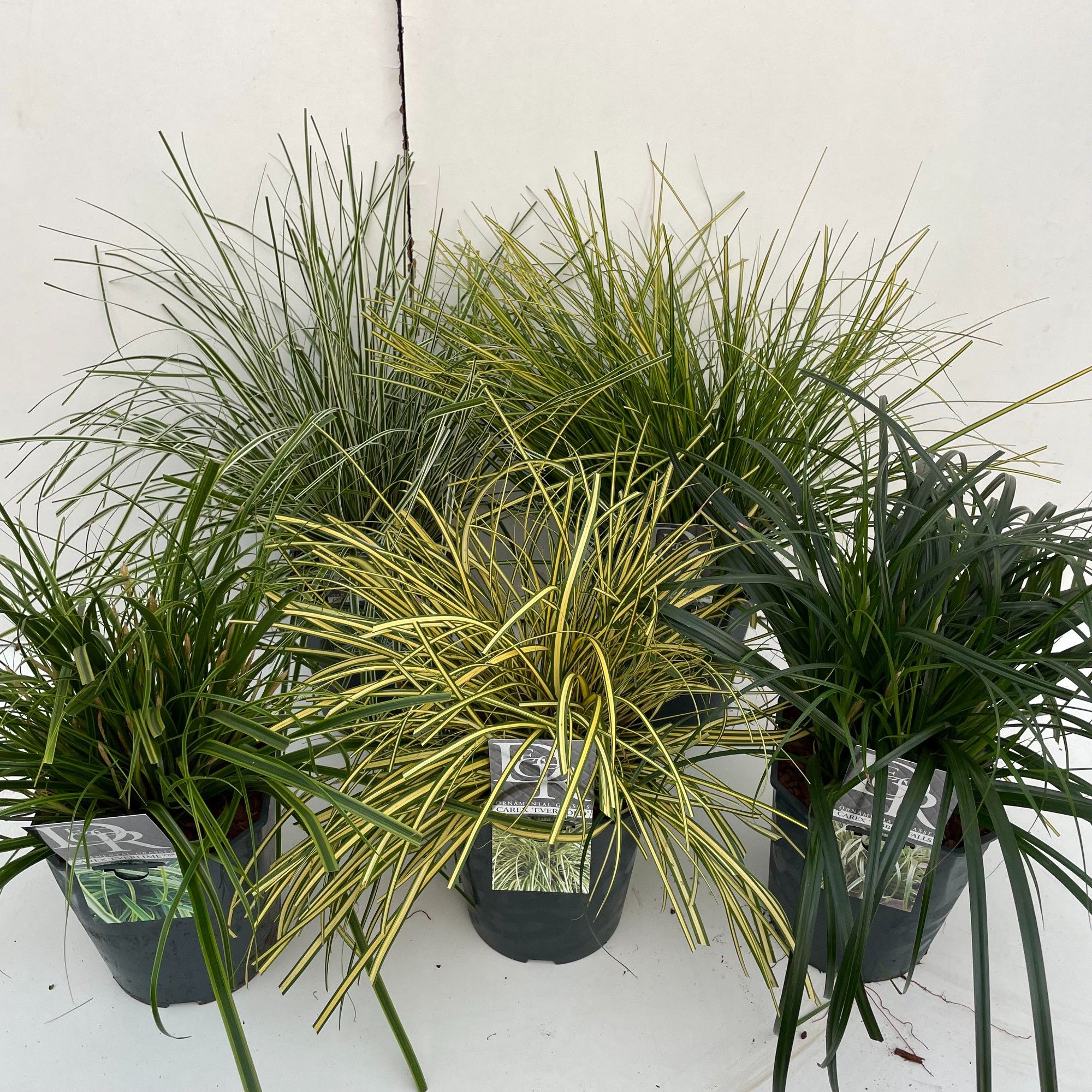 Carex mix, D 23