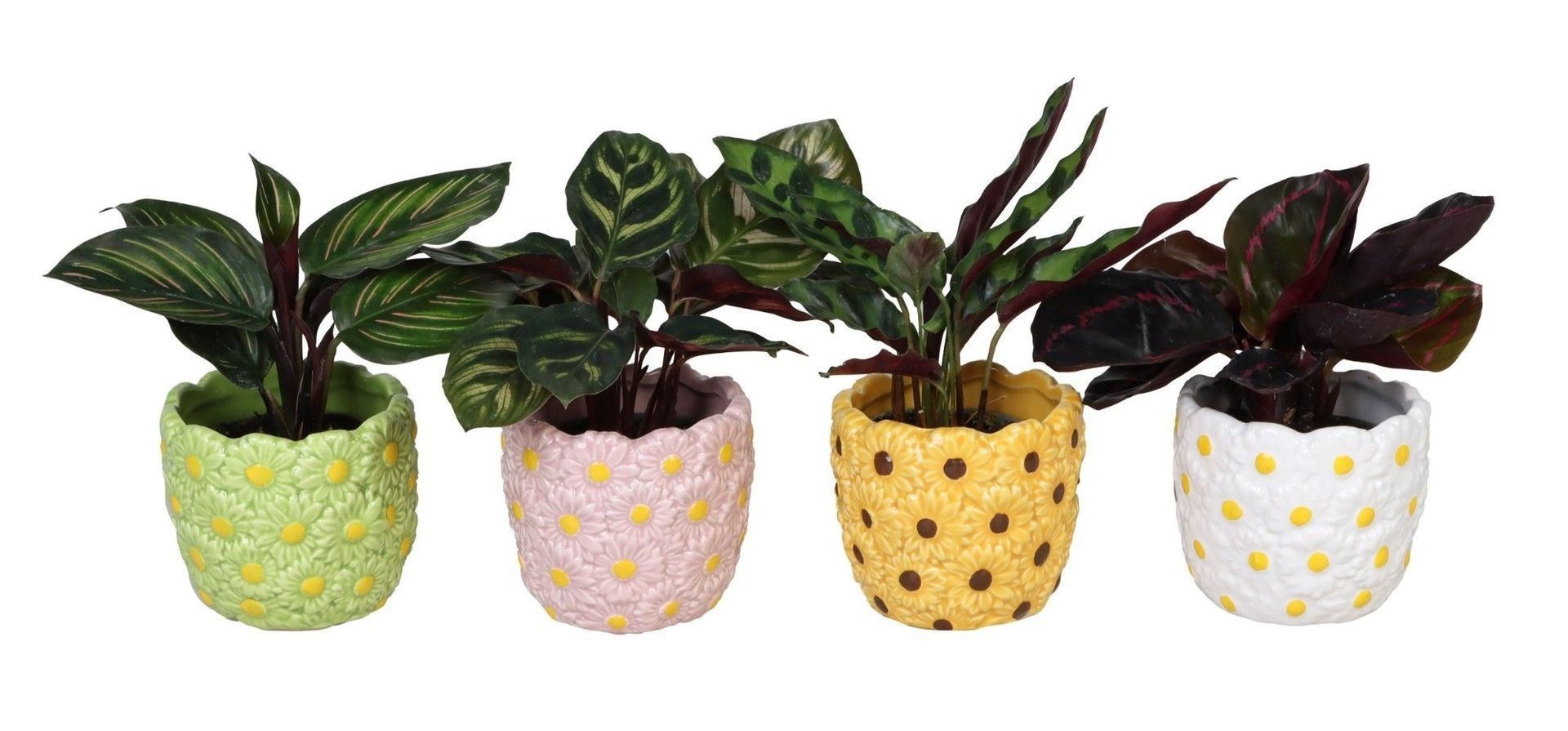 L 66567 with Calathea Mix 6 cm, D 6