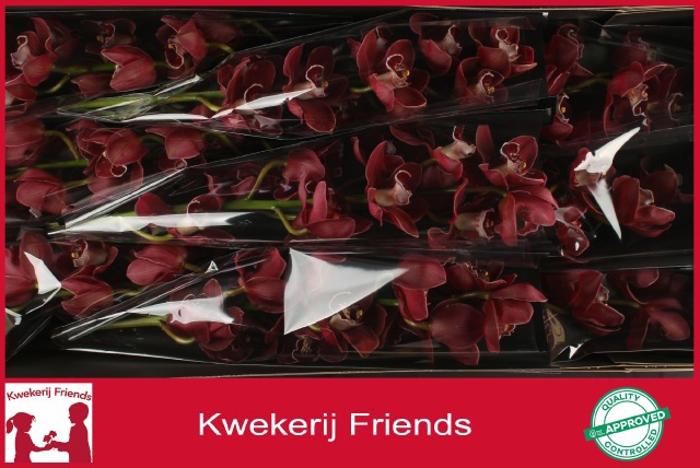 Цимбидиум Хейдс x9 60, шт.