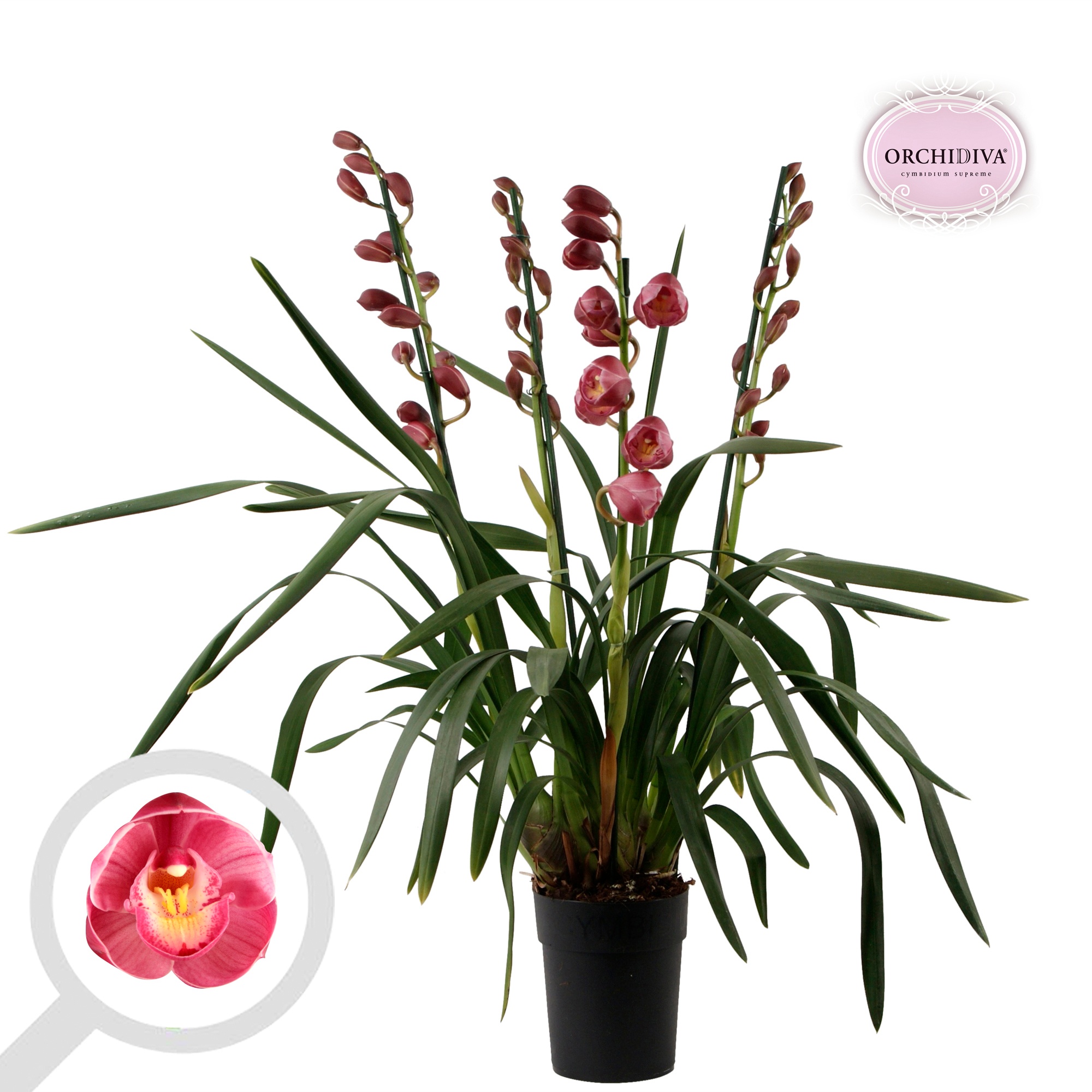 Cymbidium donker roze 3-4 tak, D 14