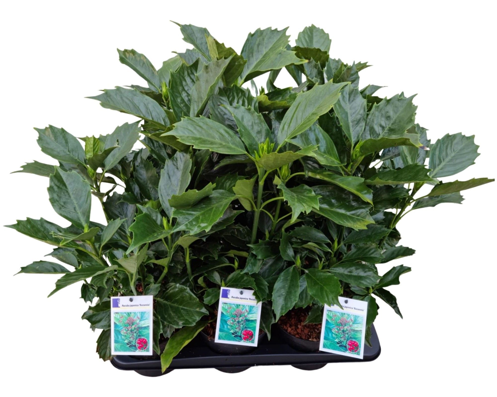 Aucuba japonica 'Rozannie', D 17