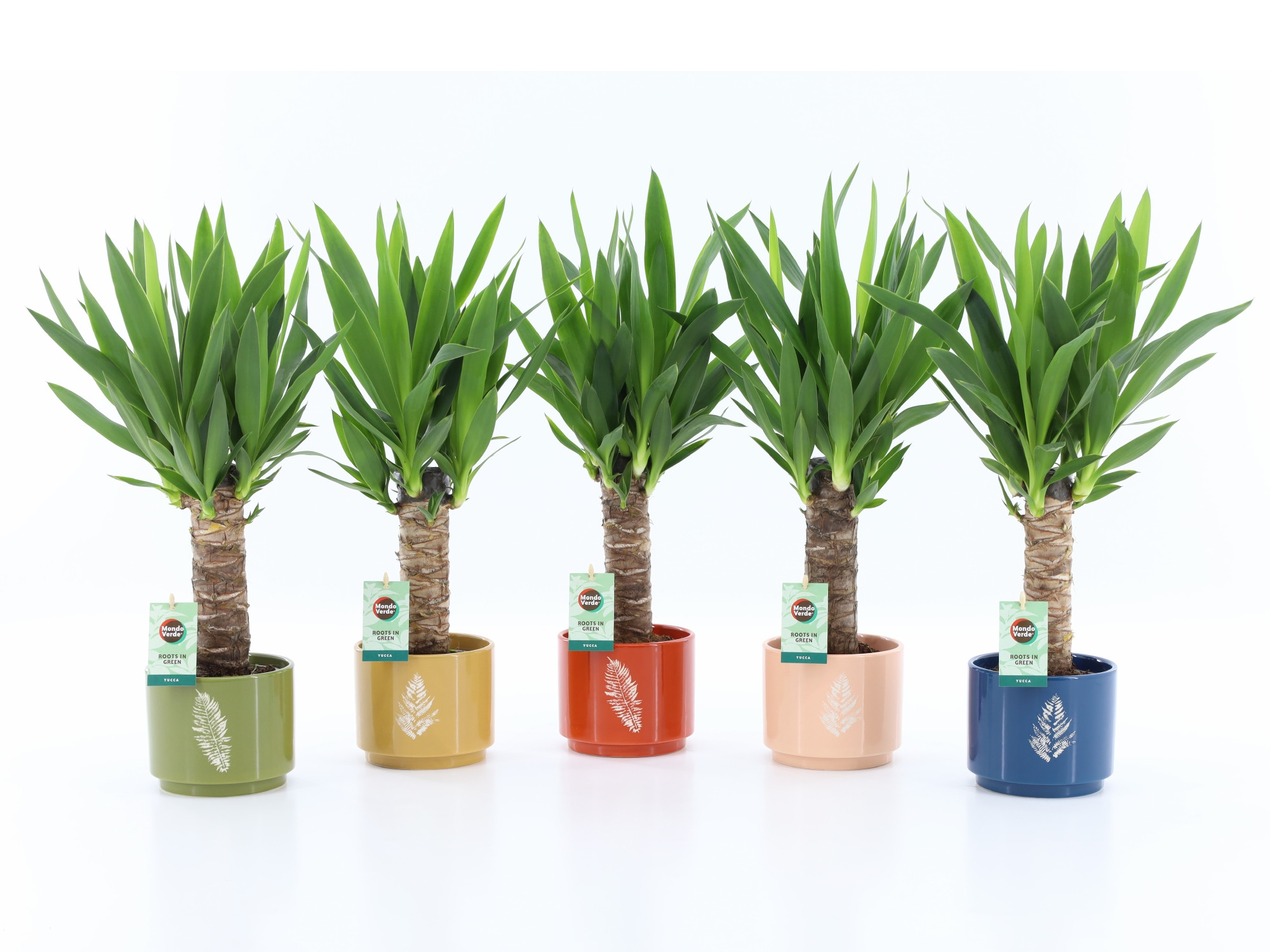 Yucca 25cm Hout - 3+ kop in Artistique Keramiek, D 13