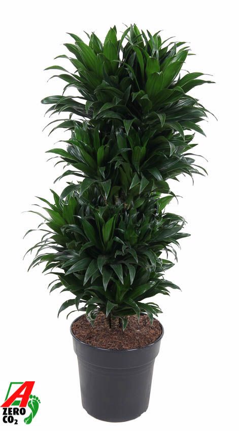 Dracaena Compacta vertakt P27, D 27