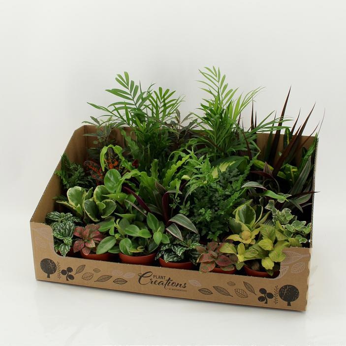 M-24 Mixplant showdoos, D 9