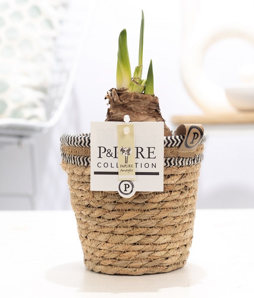 Hippeastrum white in P&PURE Basket 6, D 12