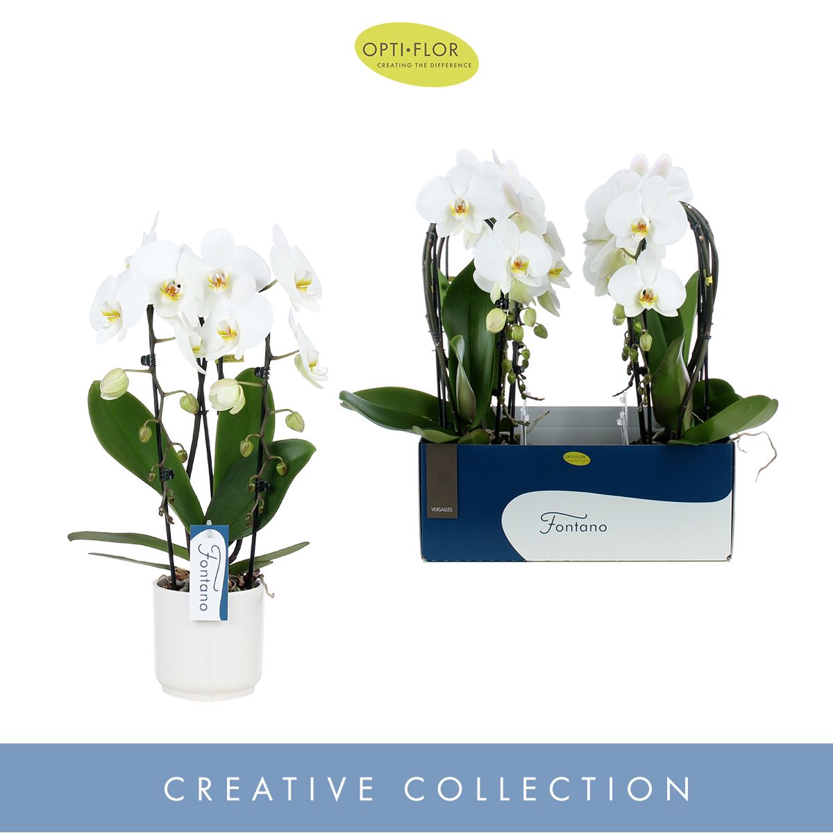 Fontano Versailles 2 spike in Lazio White, D 12 cm