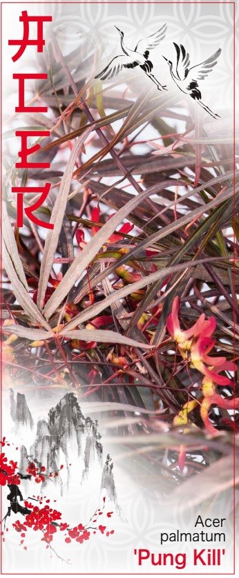 Acer palmatum 'Pung Kill' P19, D 19 cm