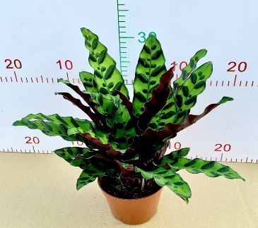 Калатея лансифолия 11 30 (предзаказ)