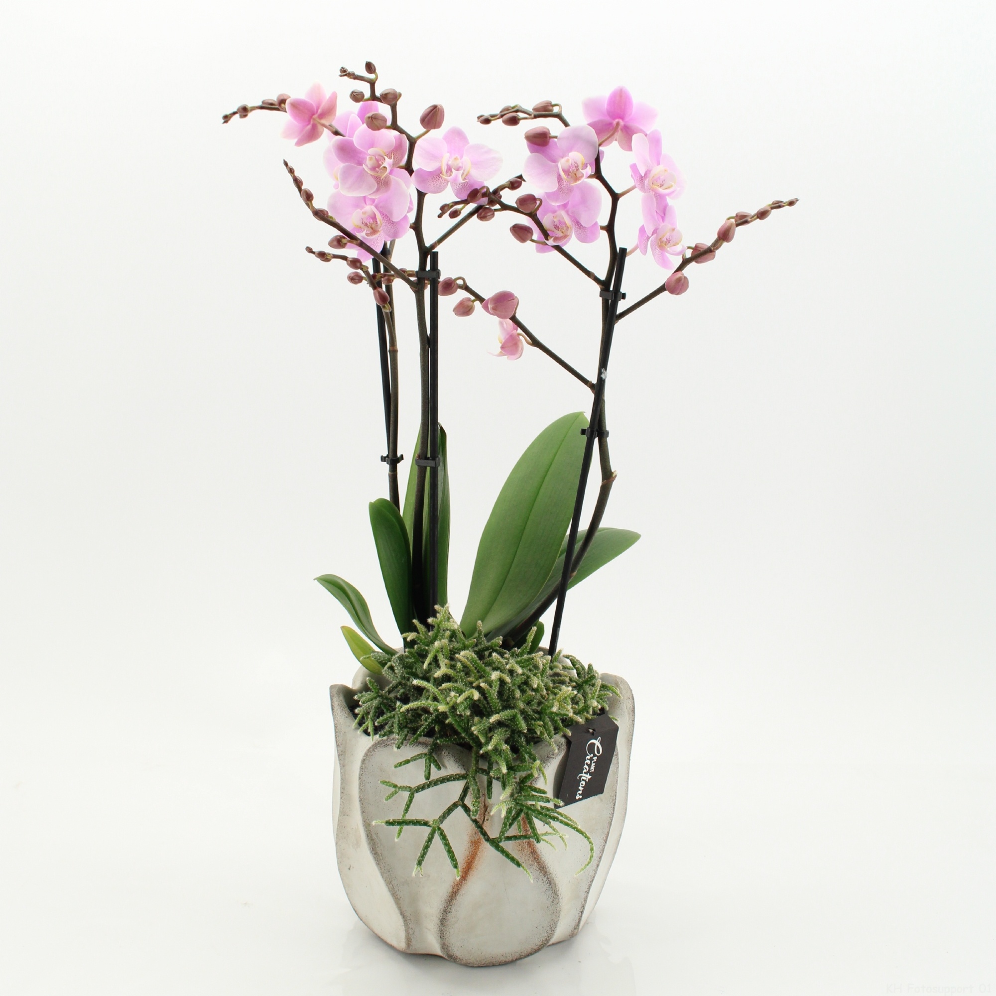 PHAL-2650RZ Phalaenopsis creatie, D 20