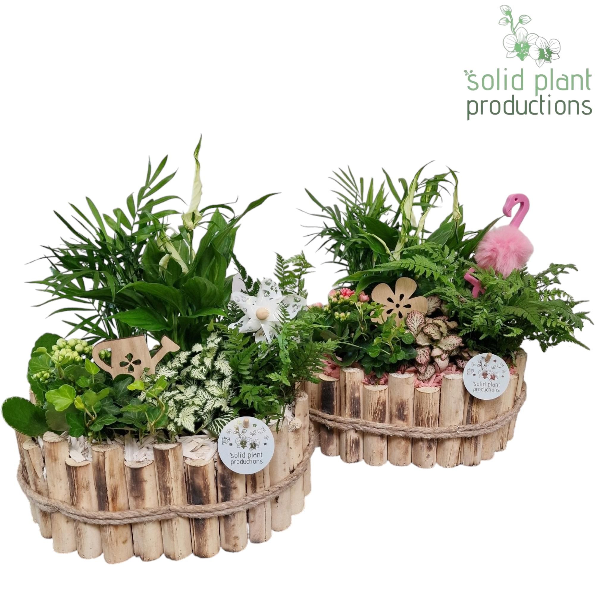 HSC007 Bologna Large White/Pink Mix, D 30