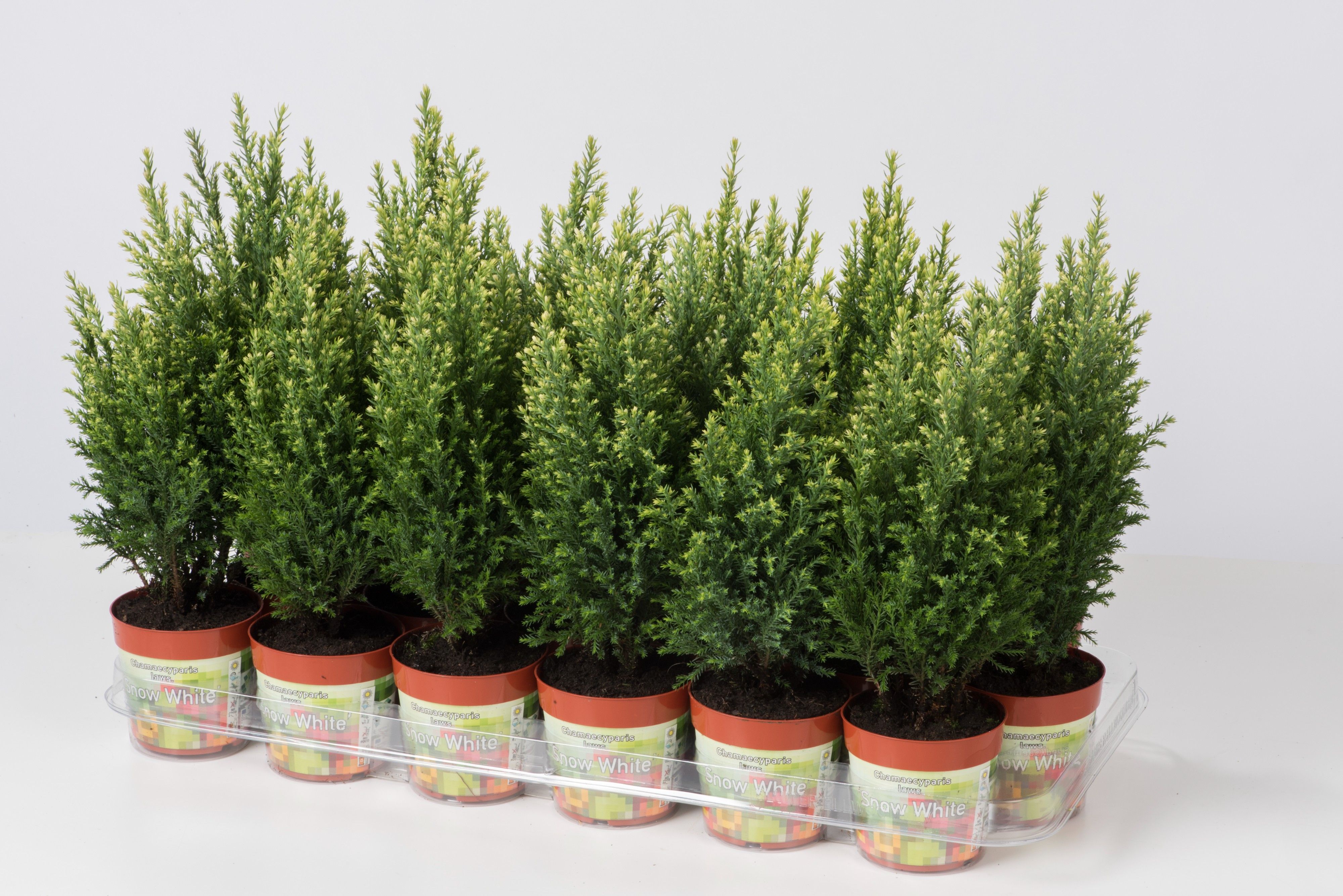 Chamaecyparis lawsoniana 'Snow White', D 9