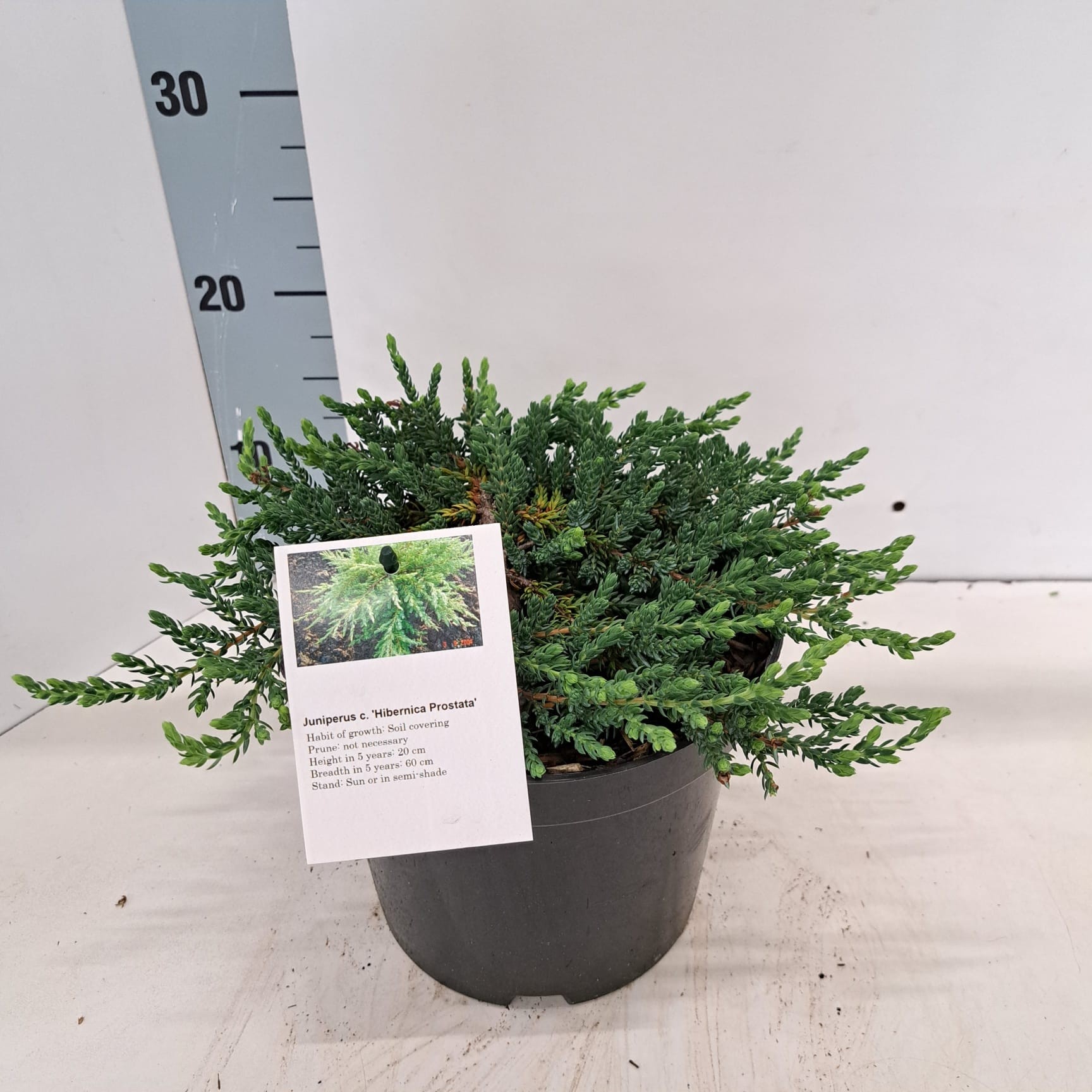 Juniperus comm. 'Hibernica Prostrata', D 19