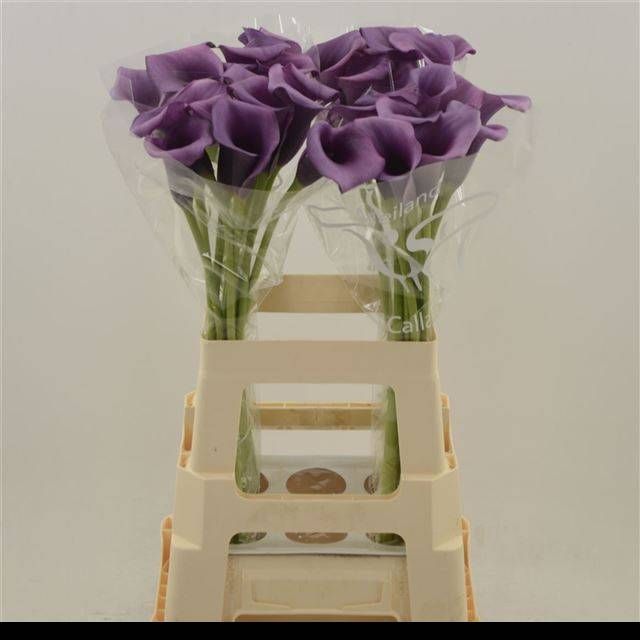 Калла Дурбан 60, шт.