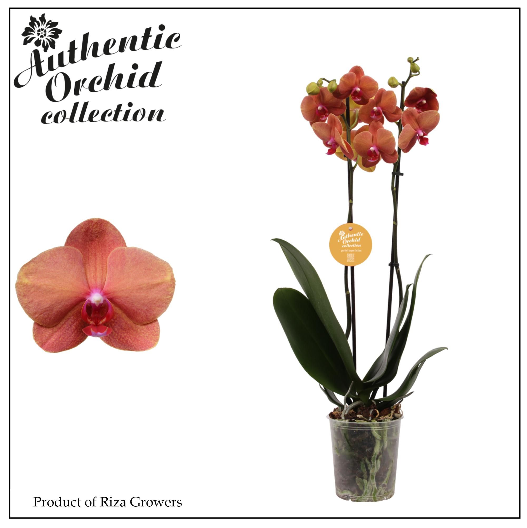 Phalaenopsis Surf Song 2 spike - 12cm | Authentic, D 12 cm