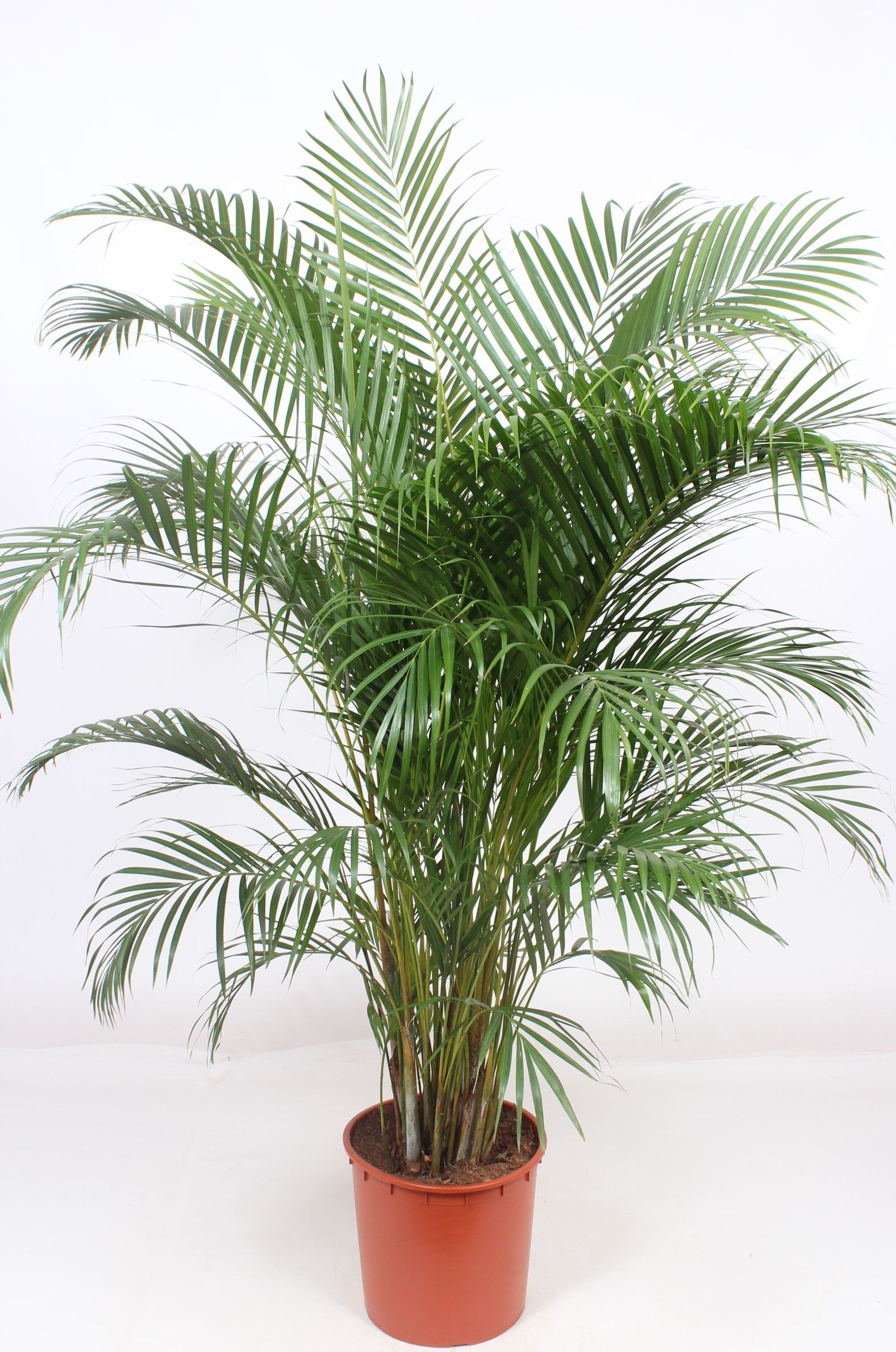 Dypsis lutescens 'Areca', D 34