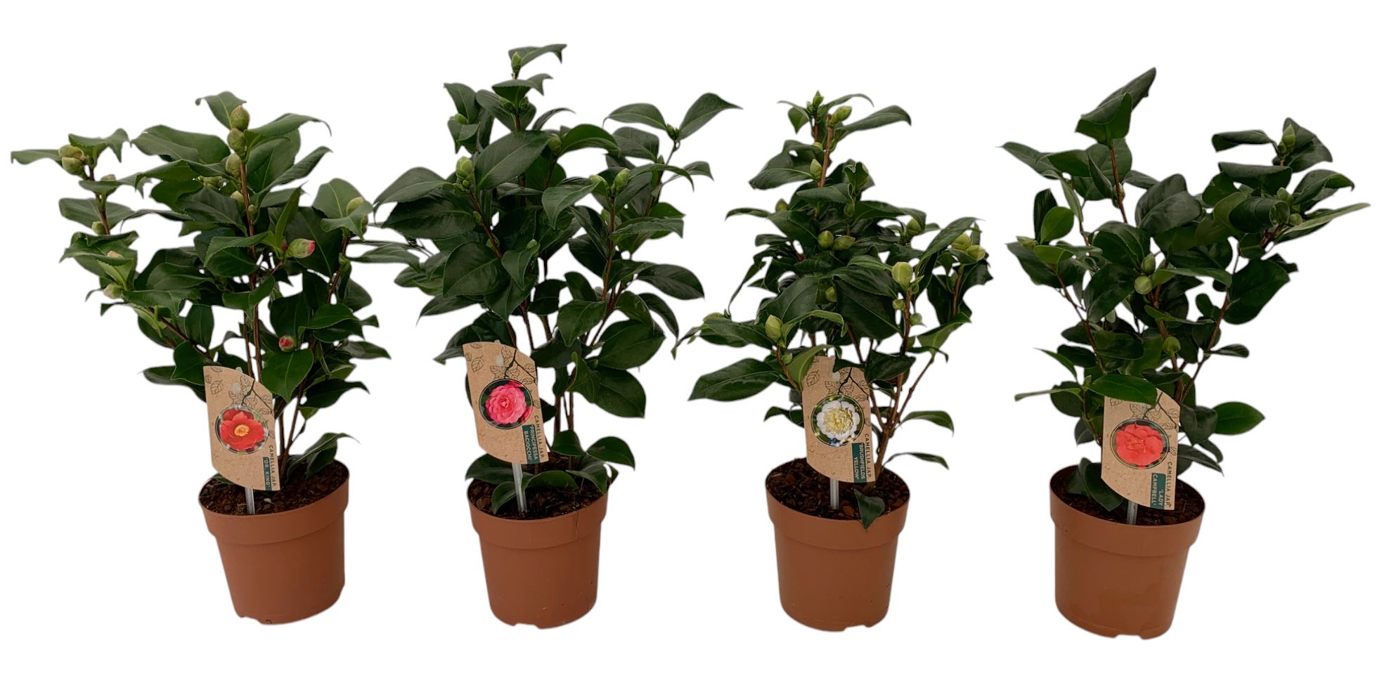 camellia 4 kleuren mix 10-15 knoppen, D 13 cm