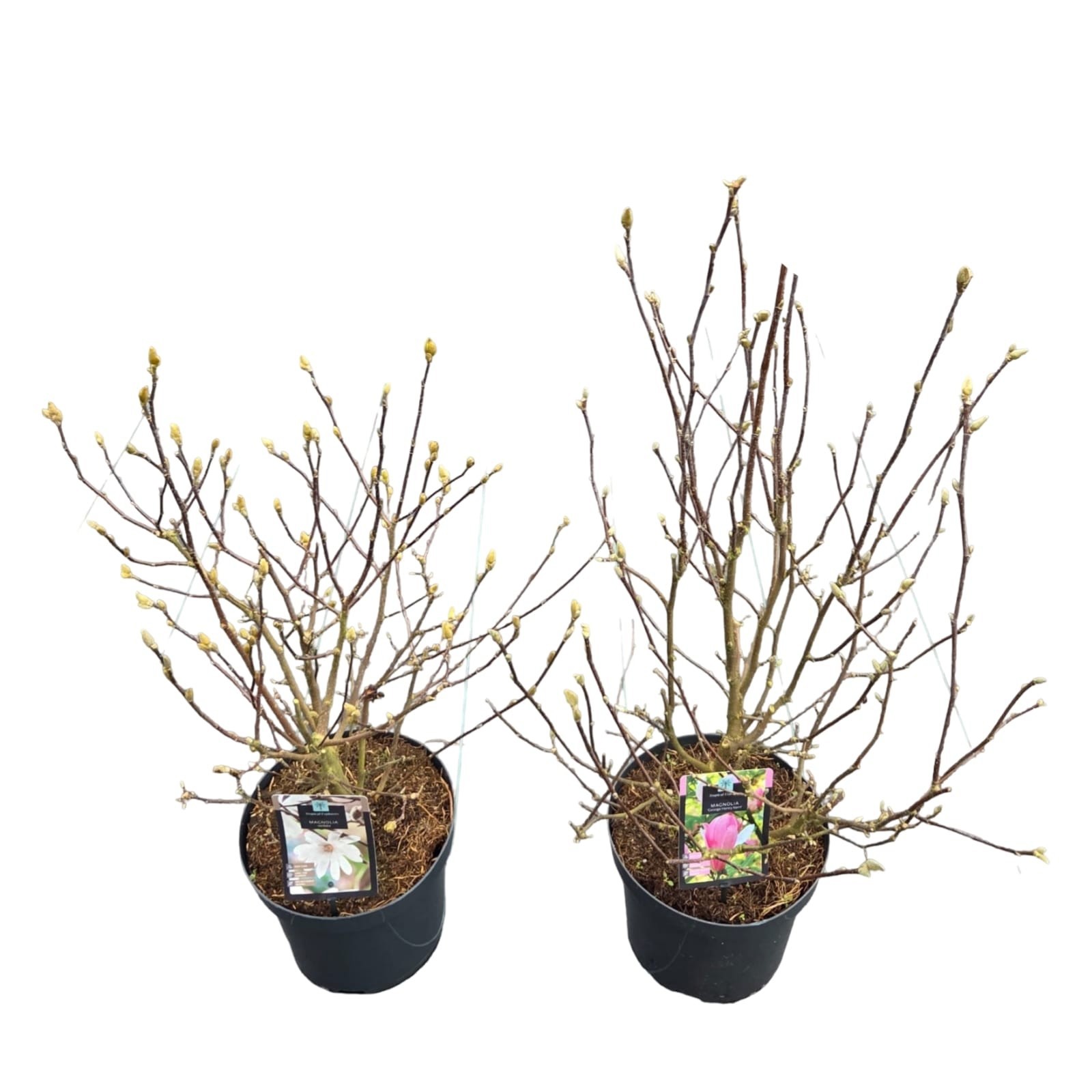 Magnolia 'Mix', D 26