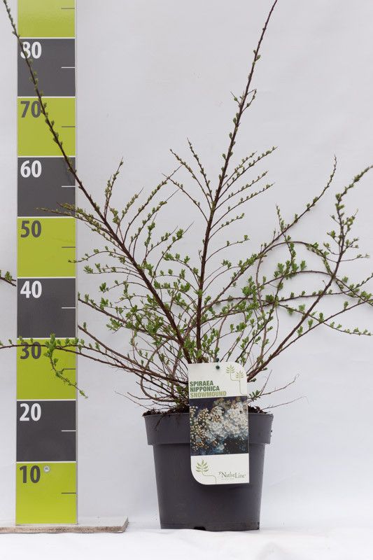 Spiraea nipp. 'Snowmound' C 4,6, D 23