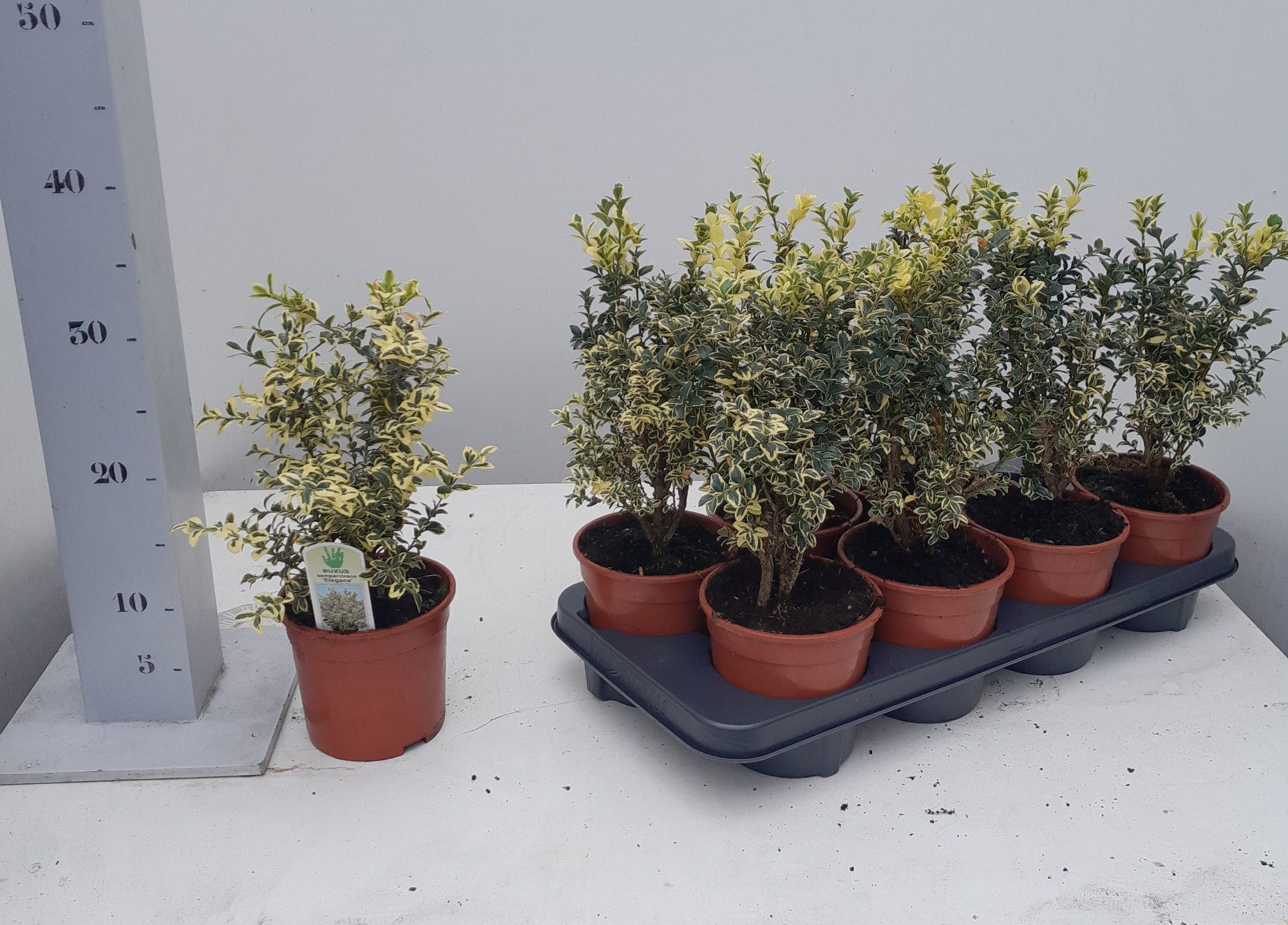 Buxus sempervirens 'Elegans' 20cm struik, D 13