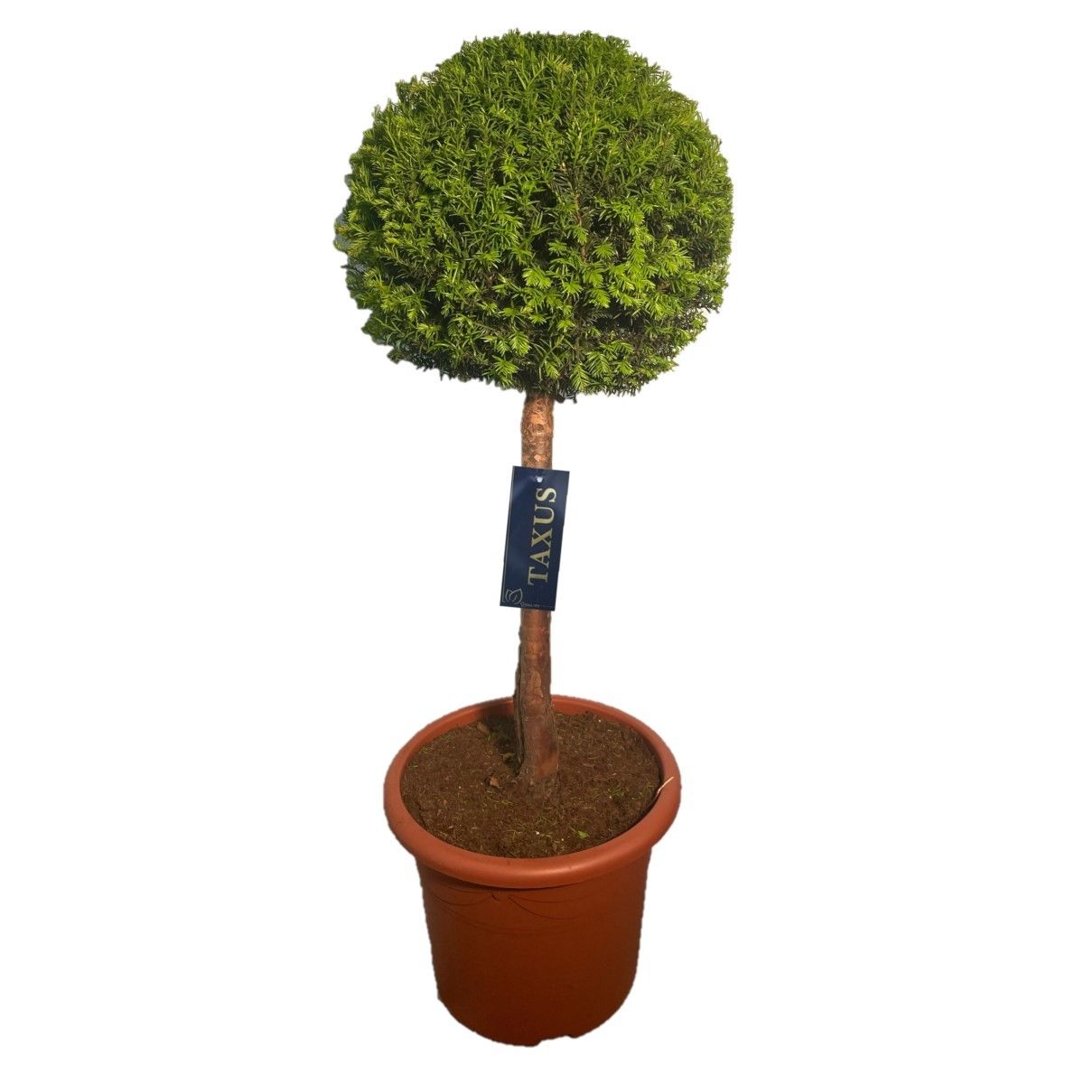 Taxus baccata Bol p33 (th) stam 60 Ø45-+ ©, D 35