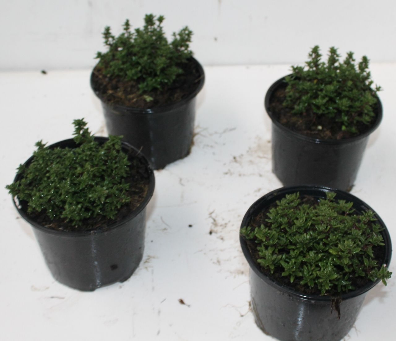 thymus vulgaris, D 13