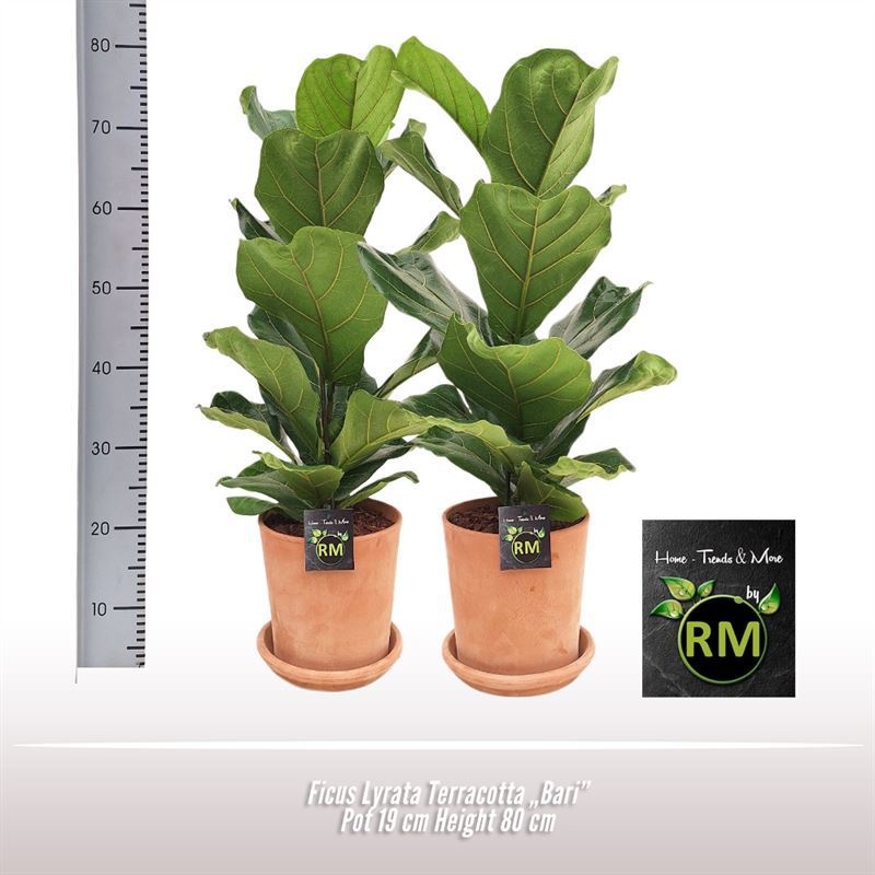 Ficus Lyrata Terracotta Bari, D 19 cm Ficus Lyrata Terracotta Bari, D 19 cm