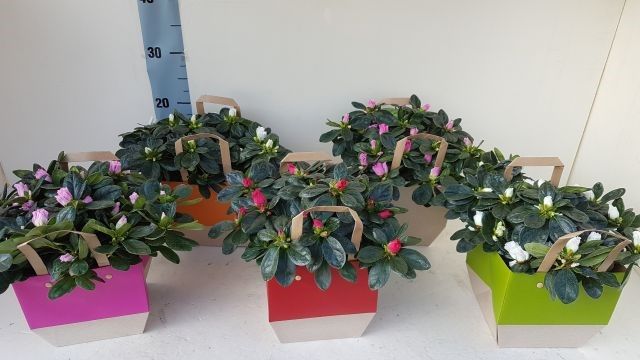 azalea indica tailor bag 25 cm, D 12