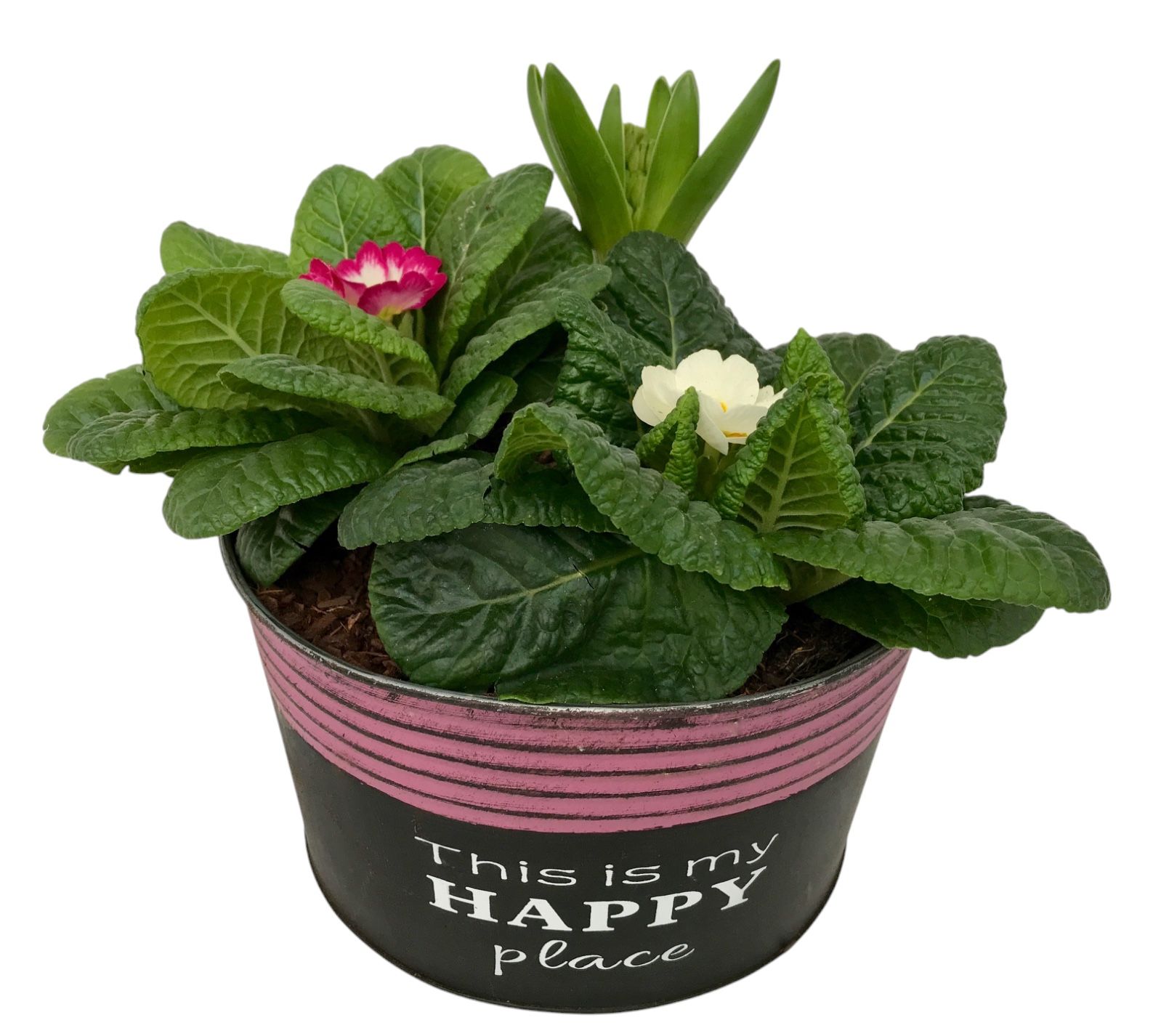 Primula Happy Zink rond 2x Prim + Hyacint 652, D 16 cm