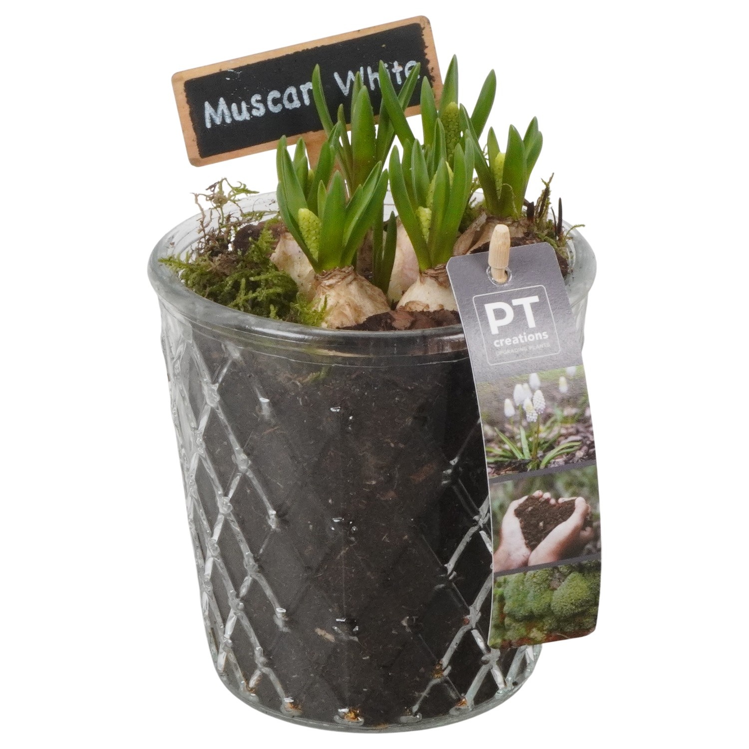 PTWMB8159 Arrangement Muscari White in glazen vaas, D 12