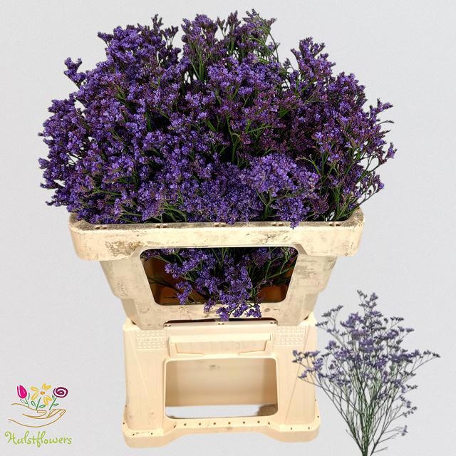 Лимониум Канзас Блю 65, шт.