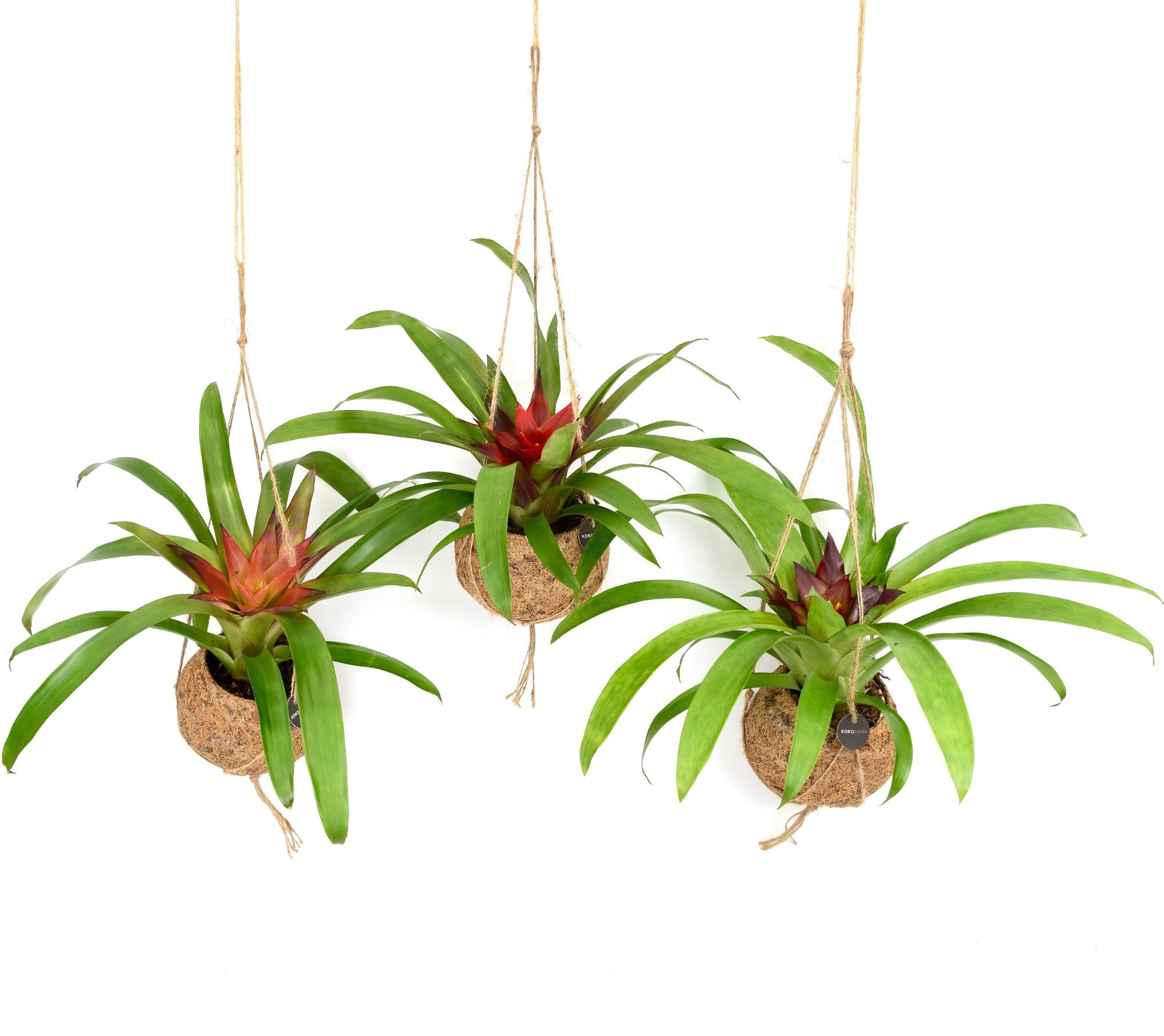 Kokodama 12 cm Bromelia mix, D 12