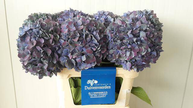 Гортензия Пимпернел Классик 80, шт.