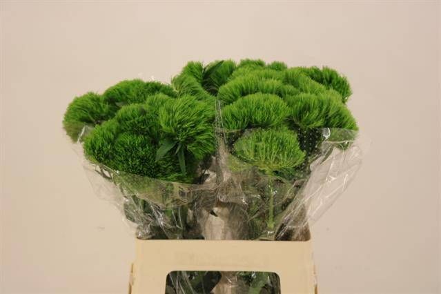 Диантус Барбатус Киви Меллоу 60, шт.