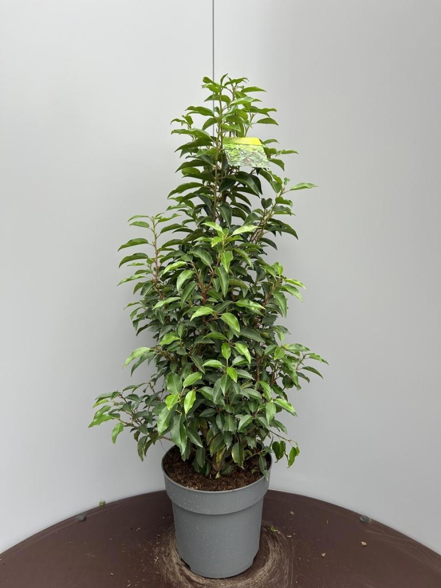 Prunus lusitanica 'Angustifolia', D 29