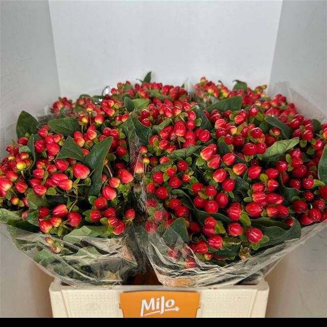 Гипперикум Мэджикал Триумф 60 (красн.), шт.