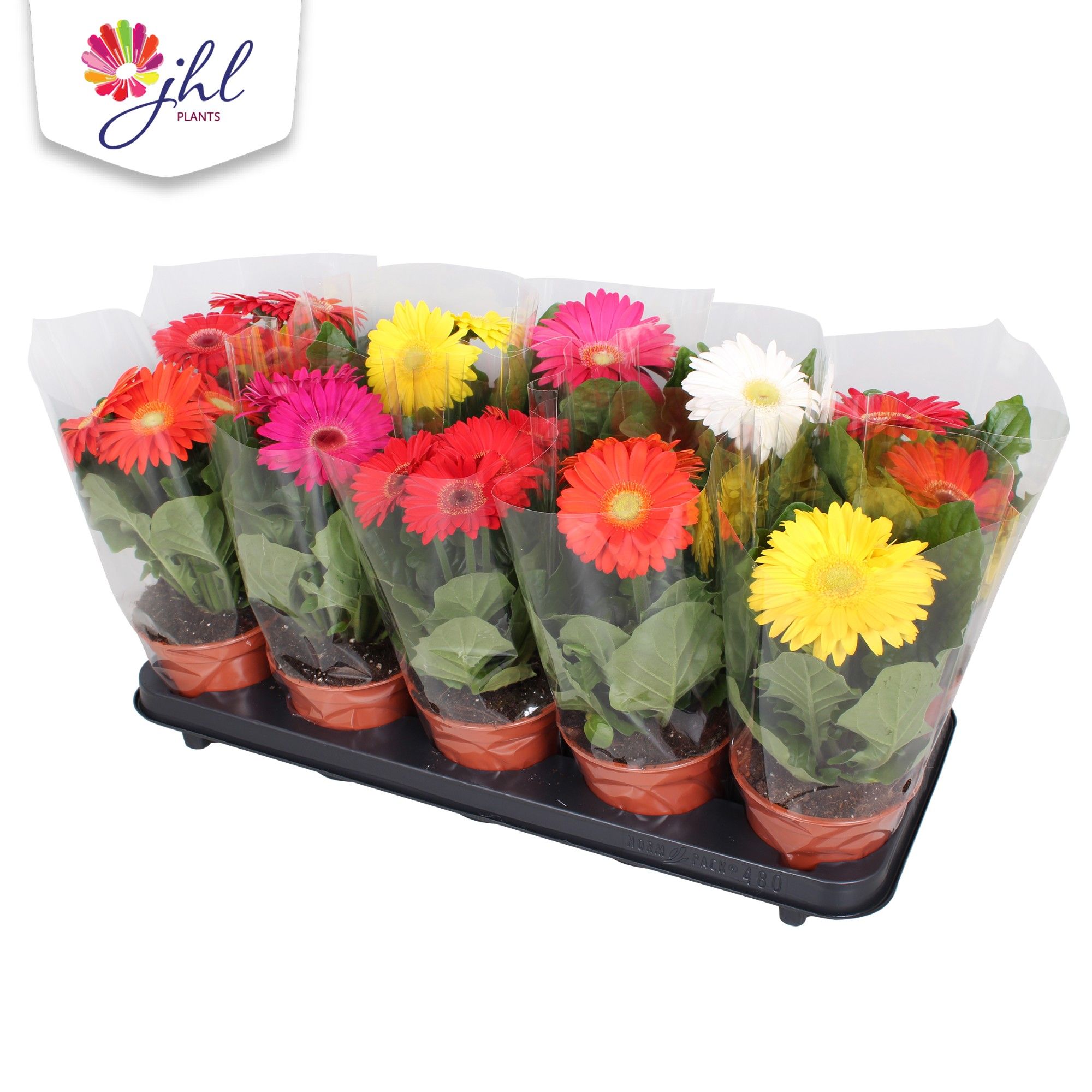 Gerbera Blanco hoes, D 12 cm Gerbera Blanco hoes, D 12 cm