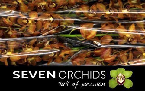 Цимбидиум Чарли Браун x6 80, шт.