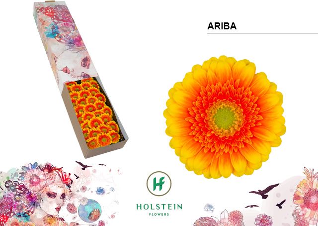 Гермини Ариба x60, шт.