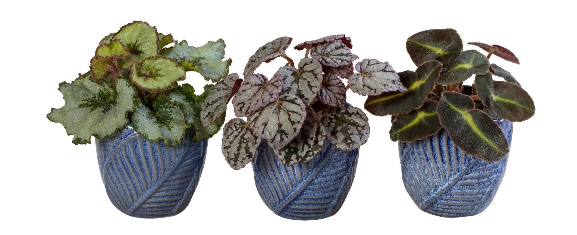 L 66057 With Begonia Mix 6 cm, D 6