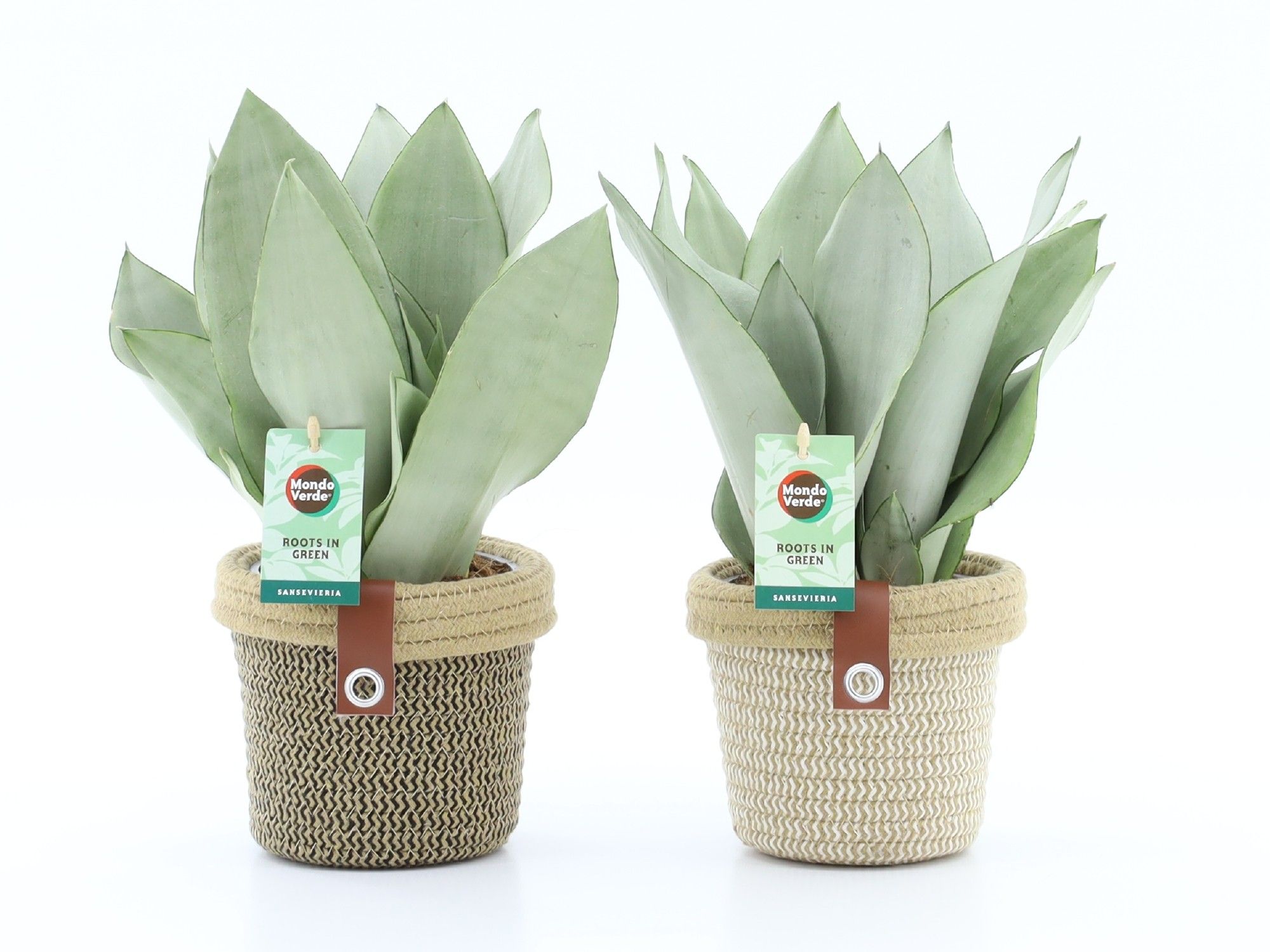 Sansevieria Moonshine in Noah Deluxe, D 14