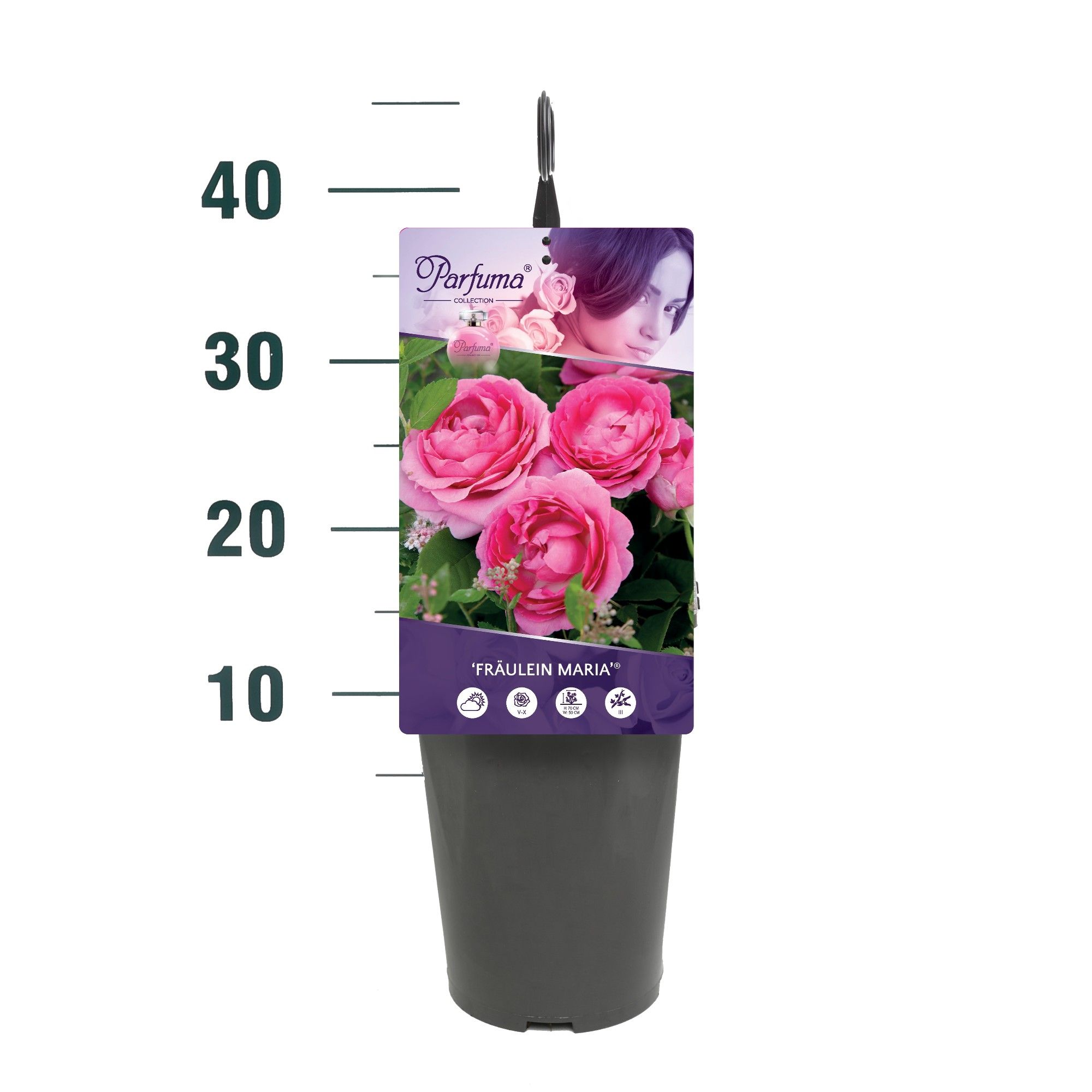 Rosa 'Fräulein Maria' - Struik - C3rp - Parfuma, D 19