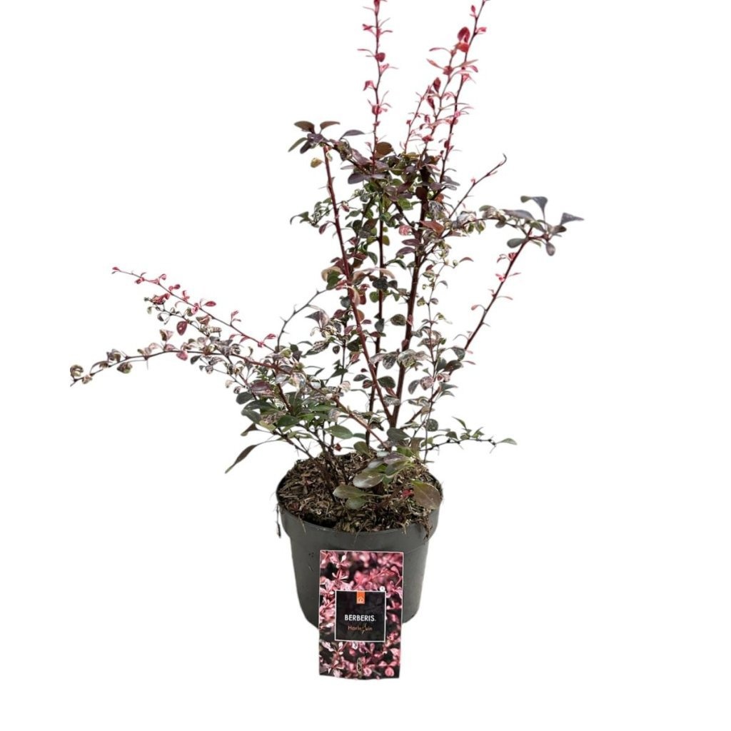 Berberis thunb. 'Harlequin', D 17