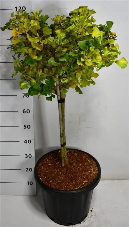 Ginkgo bil. 'Mariken', D 38